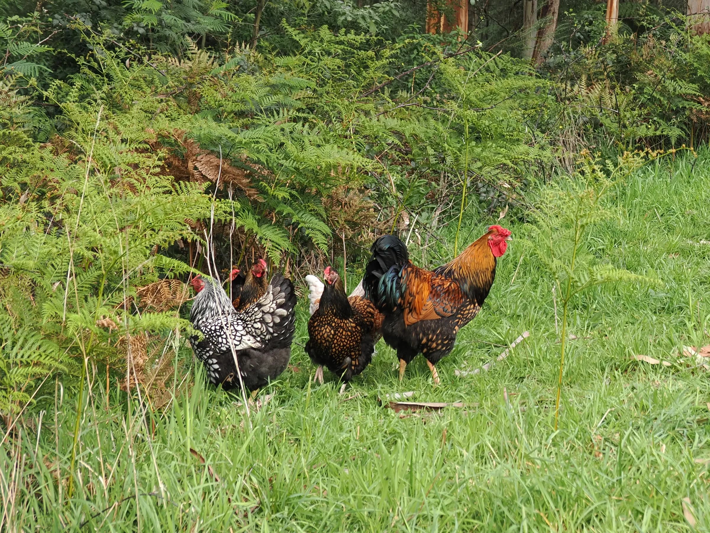 Our Wyandottes by the mountain ash at the edge of the paddock